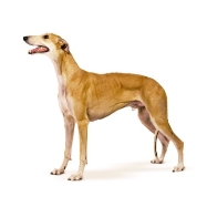 Грейхаунд – фото собаки, описание характера грейхаунда и ...